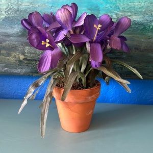 Spring is Here with these delightful Crocuses in Terra-cotta pot